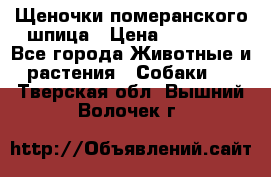 Щеночки померанского шпица › Цена ­ 25 000 - Все города Животные и растения » Собаки   . Тверская обл.,Вышний Волочек г.